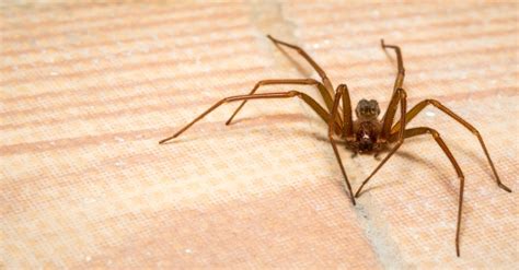 Pest Control Brown Recluse How To Identify Them Expert Pest Solutions