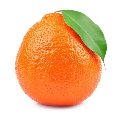 Sweet Oranges Fruits Minneola Stock Photo Image Of Sweet White