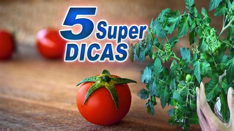 Super Dicas Para O Tomateiro Perfeito Símples E Eficientes Youtube