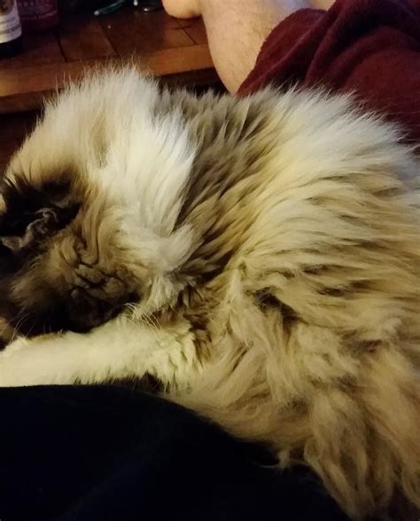 Rescue Himalayan Cat Got Her Glorious Fluff Back The Difference 3