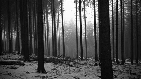Black And White Forest Wallpaper Full Hd Black And White Landscape