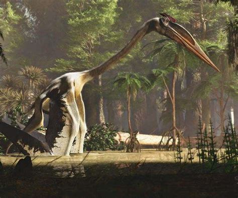 Pterosaur Bones Found Three Decades Ago Are Australias Oldest