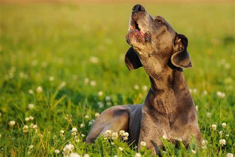Why Does Your Dog Howl Fear Free Happy Homes
