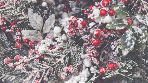 Winter Holly Background Free Stock Photo Public Domain Pictures