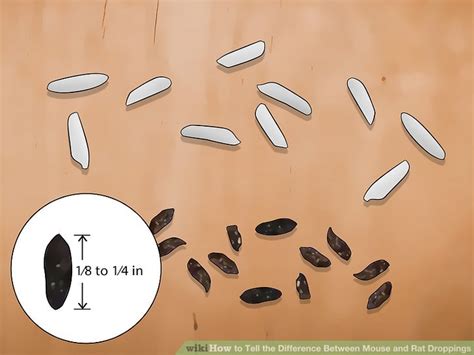 7 Easy Ways To Tell The Difference Between Mouse And Rat Droppings