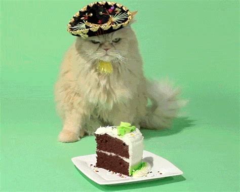 Thank you for your friendship and for sharing your love for tomione with me. cats birthday mexican sombrero cake emotions hate angry ...