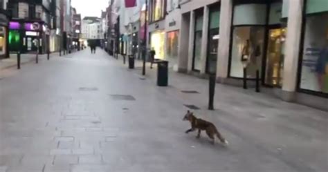 Watch Fox Takes Advantage Of Deserted Dublin With Stroll Down Grafton