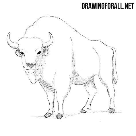 Drawing For All — How To Draw A Bison