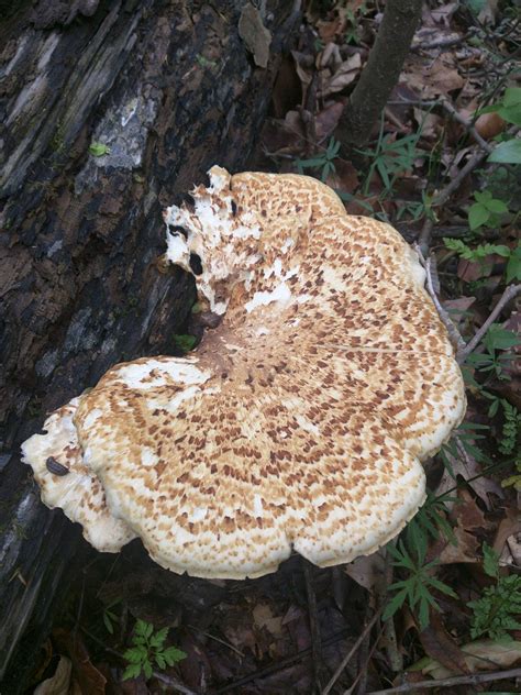 Missouri Mushroom Identification