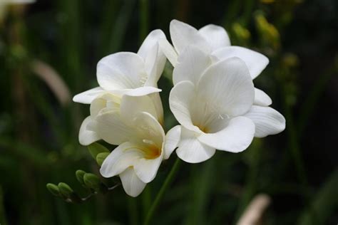 Freesia White Single Freesia Flowers And Fillers Flowers By