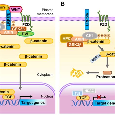 Schematic Representation Of The Wnt Signaling Transduction Cascade A Download Scientific