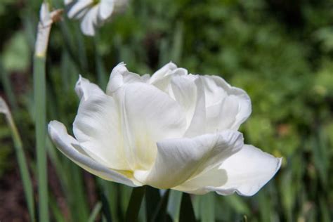 【tulipanes Blancos】 🌷 Variedades Significado Y Cuidados