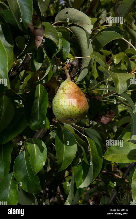 Semi Dwarf Danjou Pear Tree Danjou Pear Pear Pears Pear Tree