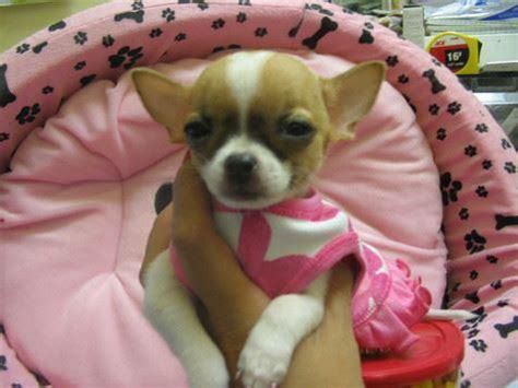 Welcome to the world of the smallest amazing chihuahua dogs! Pin by Michele Rutter on For Teeka | Chihuahua puppies ...