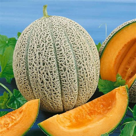 Cantaloupe Melon Garden Seeds Hales Best Jumbo 5 Lb Bulk Non Gmo