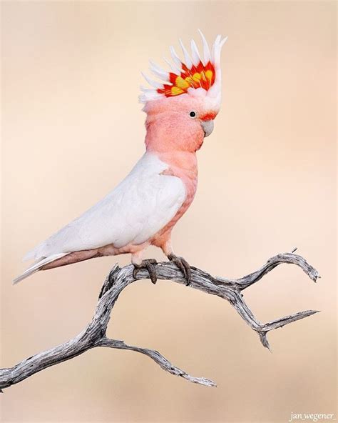 Bird Whisperer Na Instagramu Major Mitchells Cockatoo Always A