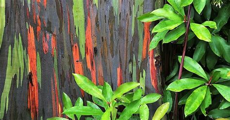 How do i grow eucalyptus? HOW TO GROW THE RAINBOW EUCALYPTUS - Eucalyptus deglupta ...