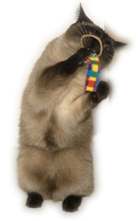 Made of cardboard in combination with farblichem fleece. Cat Dancer Whisker Chaser Cat Toy - 100 Bulk