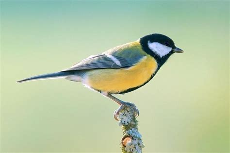 Memory Of Female Tit Birds Improved By Lower Pecking Order