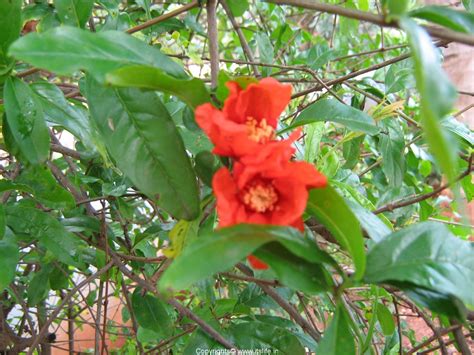Various parts of the tree and fruit are used to make medicine. Pomegranate | Dalambari | Punica granatum | Healthy Food