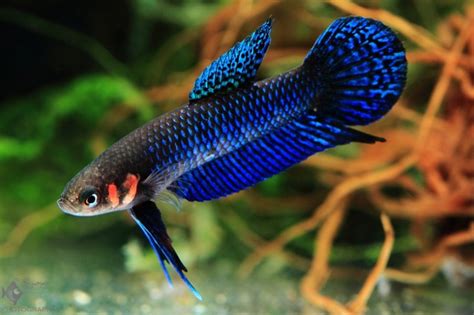 Best 8 Wild Betta Fish For Your Aquarium You Betta Believe It