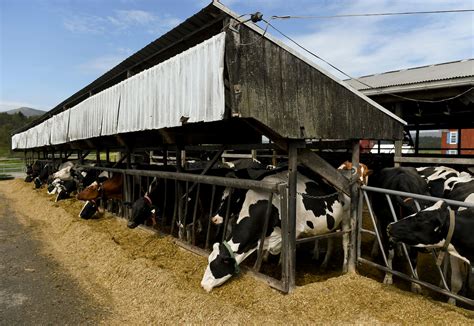 Dairy Factory Farming