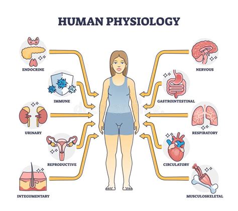 Fisiología Humana Como Funciones Corporales Y Esquema De Estudio De