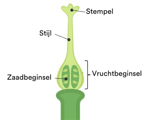 Voortplanten Oefenen Studygo