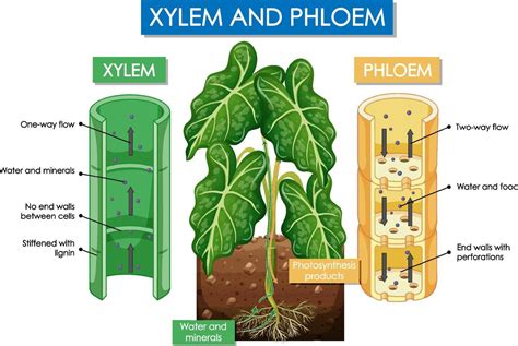 Diagram Showing Xylem And Phloem Plant 6772673 Vector Art At Vecteezy