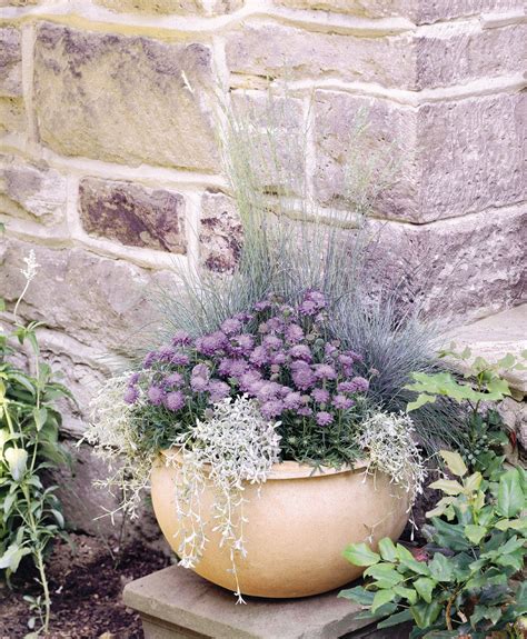 Dr Dans Garden Tips Perennials In A Pot