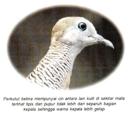 We did not find results for: Gambar Burung Derkuku Jantan Dan Betina / Ciri Ciri Perbedaan Derkuku Jantan Dan Betina Yang ...