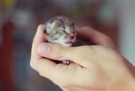 So Cute Tiny Baby Animals Cutest Kittens Ever Cute Baby Animals