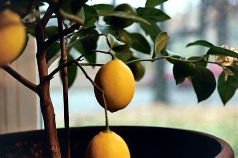 The Truth About An Indoor Lemon Tree Hint It Belongs Outdoors