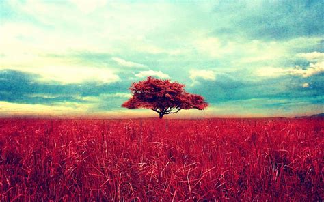 Trees Red Sky Horizon Clouds Nature Landscape