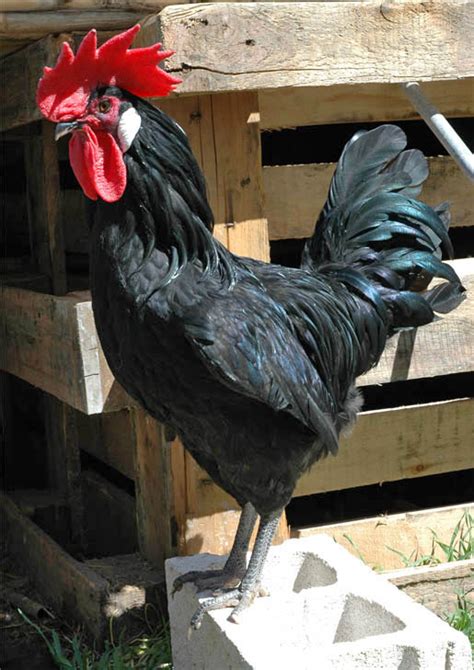 Ver más ideas sobre razas de pollos, aves de corral, gallinas y gallos. Gallos de Corral