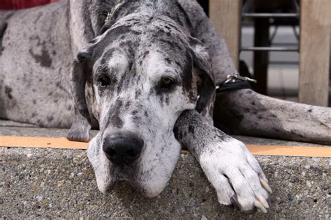 Are Great Danes Lazy What You Can Expect From This Giant Breed