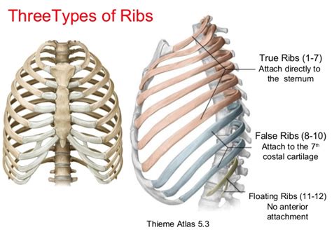 Explain The Difference Between True And False Ribs