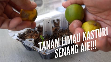 Limau kasturi merupakan salah satu buah yang kaya akan manfaat dan nutrisi. VLOG #3 Senang Aje Tanam Limau Kasturi kat rumah! - YouTube