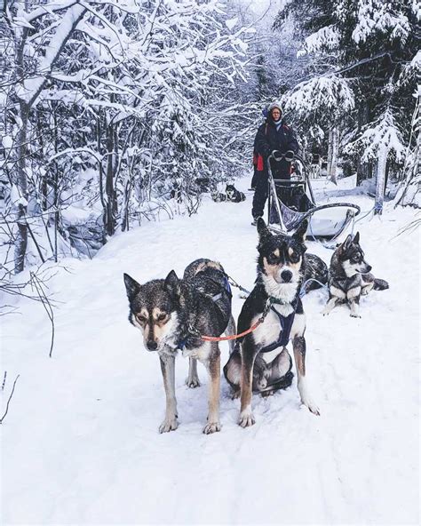 Northern lights husky safari through the finnish laplan. Husky Sledding in Finnish Lapland with Kota-Husky | Mini ...