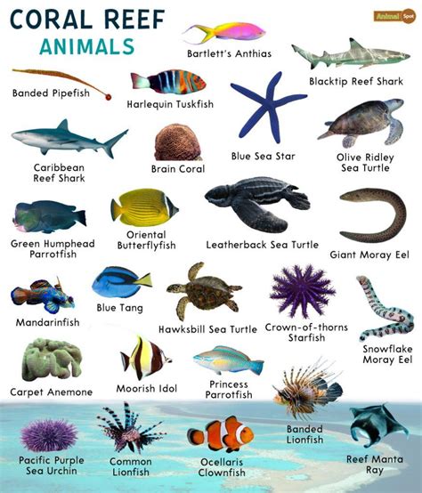 Coral Reef Animals Facts List Pictures