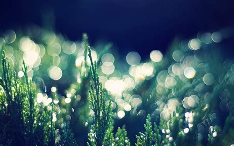 Photo Of Green Grass With Bokeh Lights Background Hd Wallpaper
