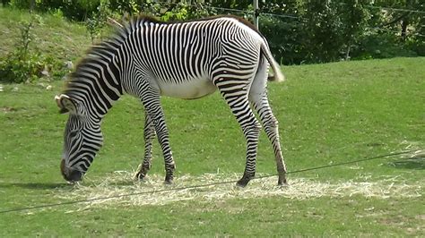 Grevys Zebra Zoochat