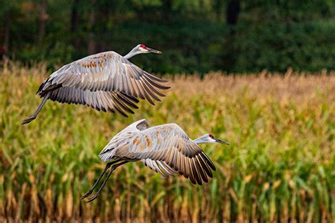 Fall Migration: Viewing Sandhill Cranes in Michigan - Michigan Audubon