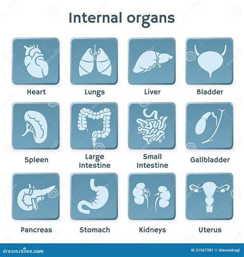 Blue Infographic Icon Set With Internal Organs Stock Vector