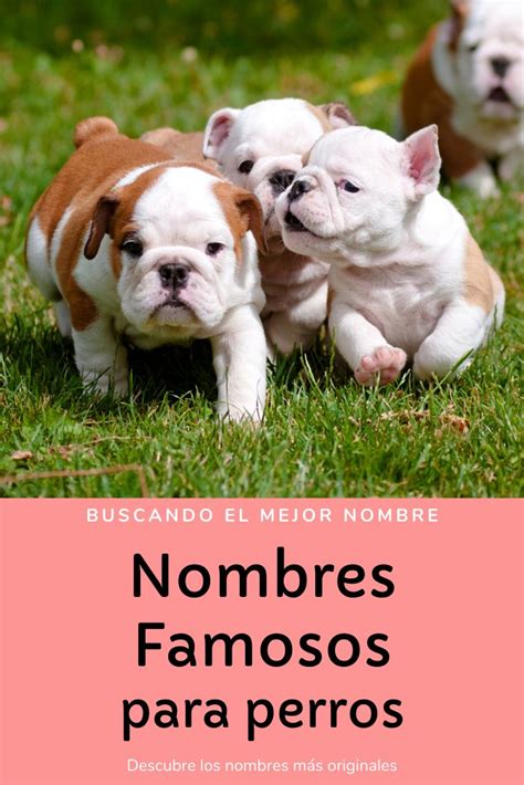 Nombres Para Perros Top 100 Más Bonitos Y Originales Nombres De