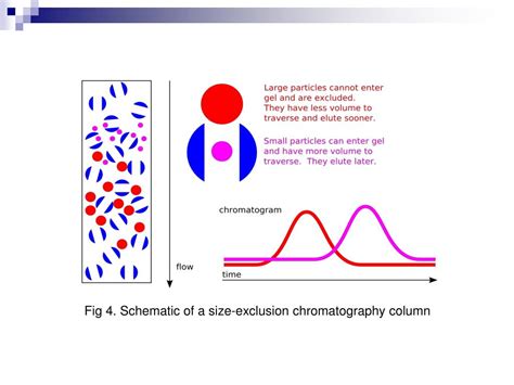 PPT Size Exclusion Chromatography PowerPoint Presentation Free