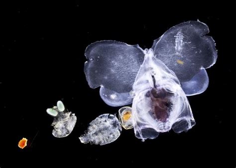 Ocean Expedition Magnificent Microscopic Creatures Of The Seas Cbs News