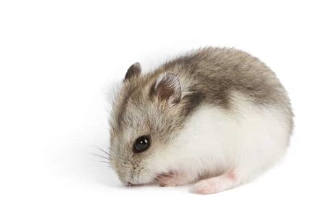 Campbells Dwarf Hamster Breed Guide And Care Tips Littlefurrypets