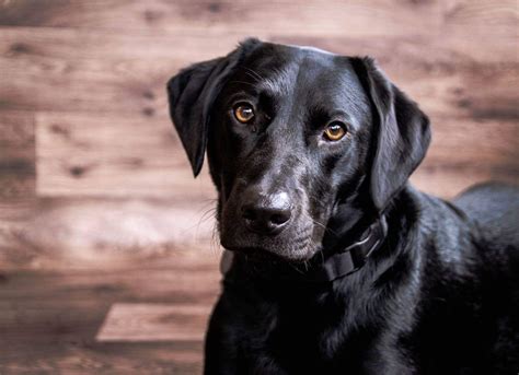 Labrador Training Hq Labtraininghq Twitter