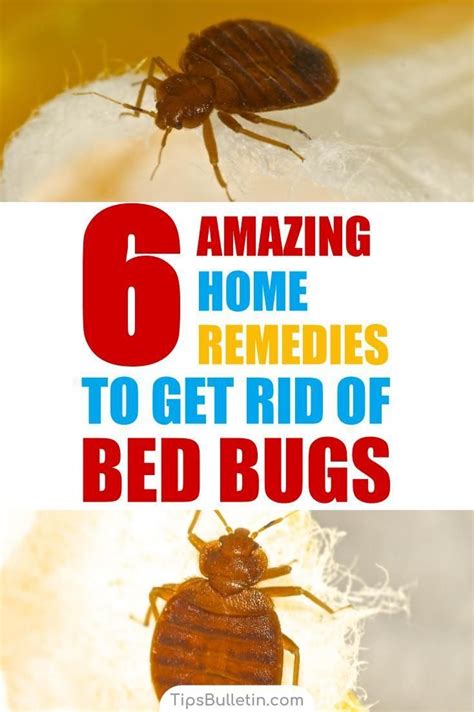 6 Home Remedies To Get Rid Of Bed Bugs Incl Recipes In 2020 Rid Of